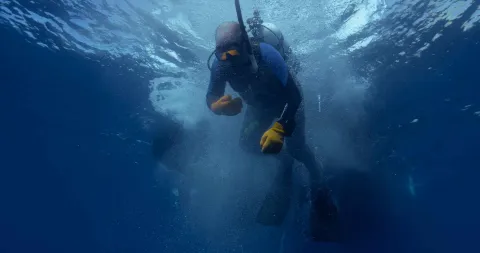 Terry diving