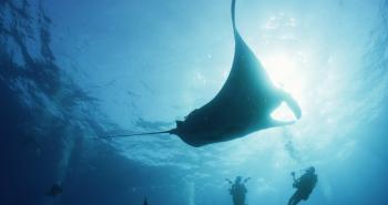 manta ray
