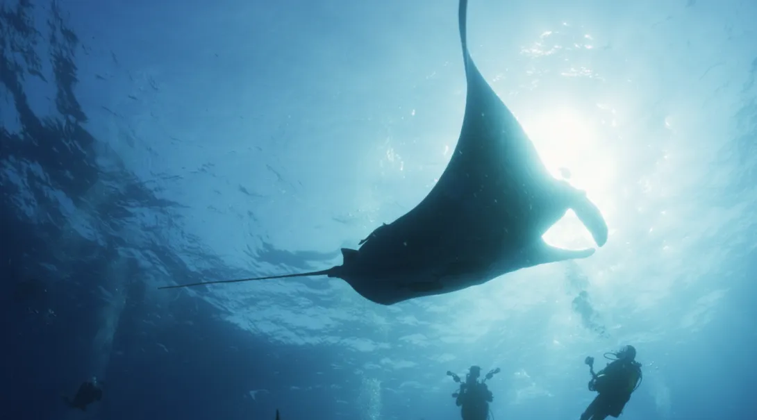manta image