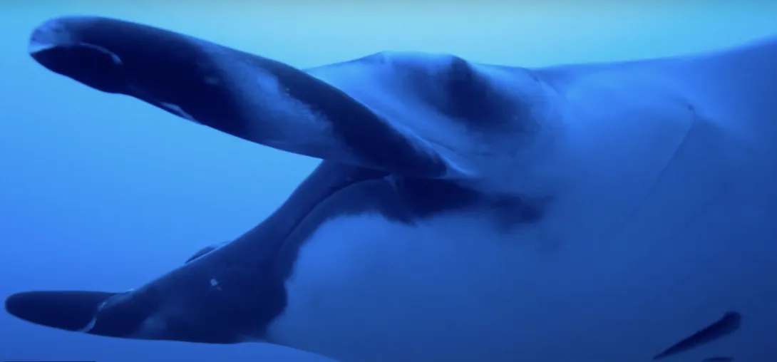 manta image