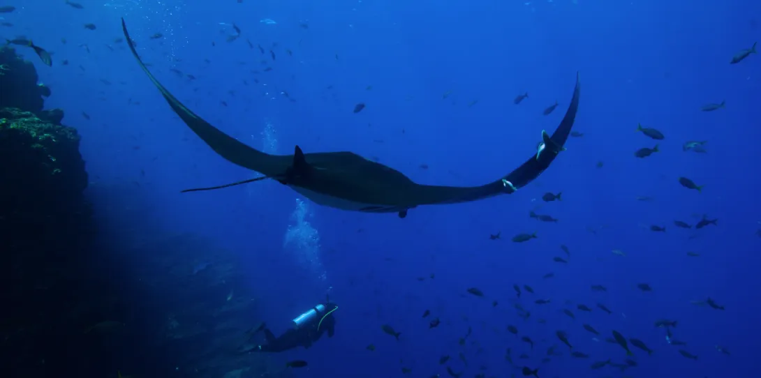 manta ray swimming